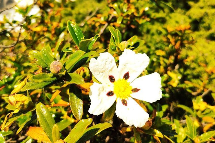 Une fleur blanche, parsemée de taches sombres et dotée d’un cœur jaune, se dressant au milieu d’un feuillage verdoyant. 4