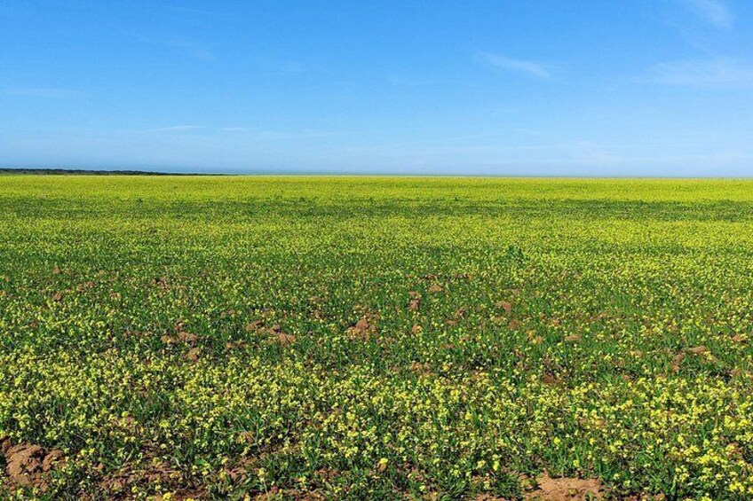 A vast field of yellow flowers under a clear blue sky. 4