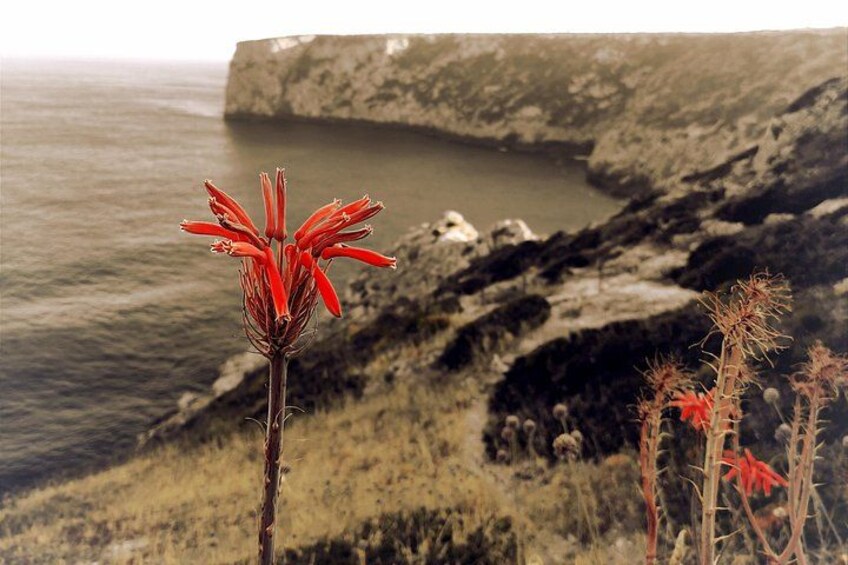 Paesaggio costiero con fiori rossi in primo piano e una scogliera rocciosa sullo sfondo. 2