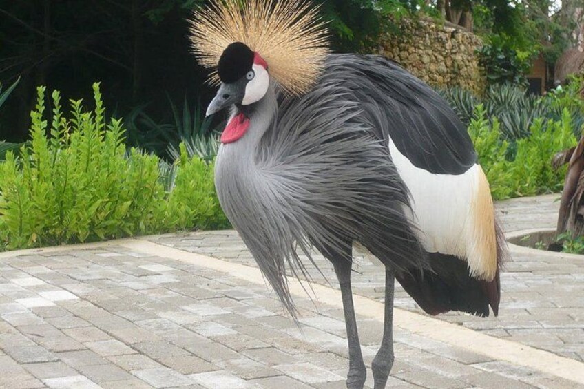 A bird with a distinctive crest and a red beak standing on a paved path. 2