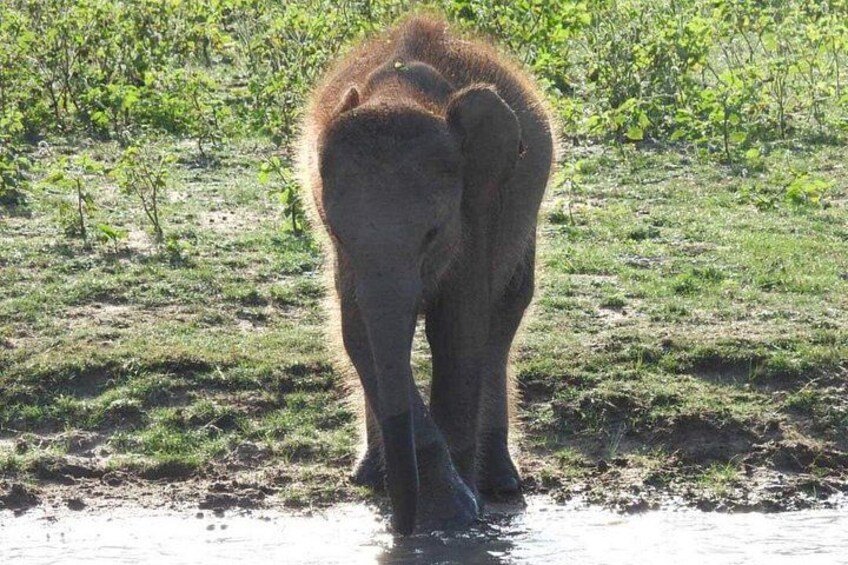 Yala National Park Tour From Hambantota Port 4