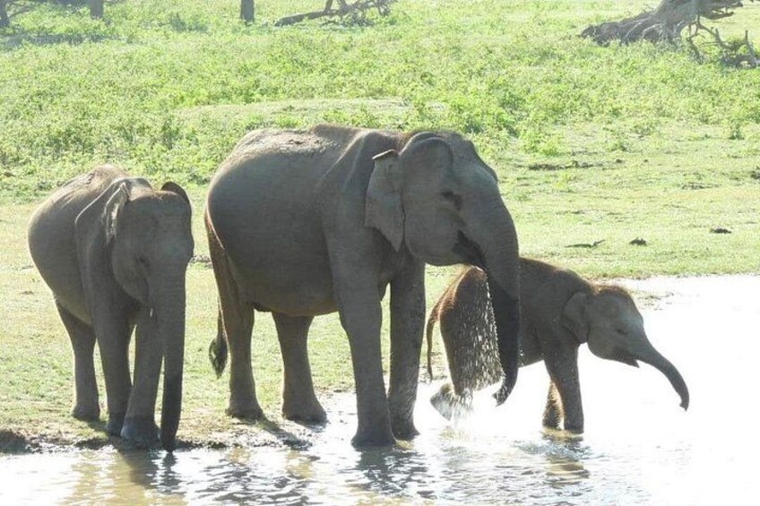 Yala National Park Tour From Hambantota Port 5