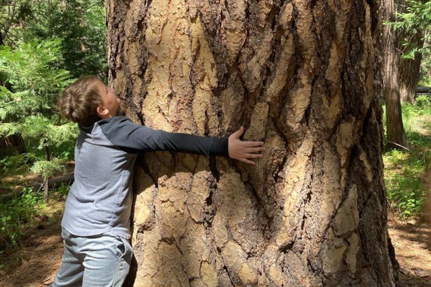 The Evolution of Yosemite: 3-Hour Walking Tour 1