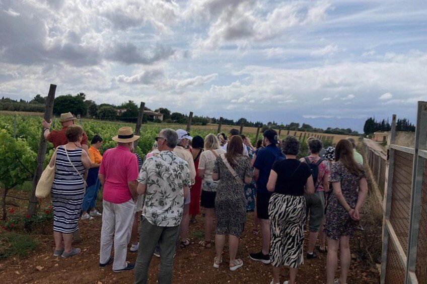 Private Mallorca Shore Excursion Wine Tasting and Sightseeing 4