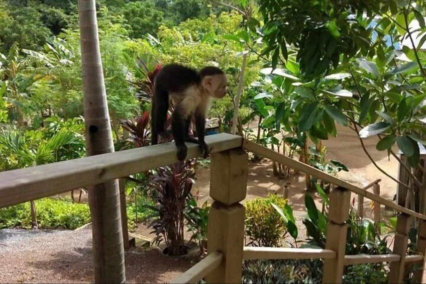 Glass Bottom Boat, WildLife, Chocolate, Rum Tasting Combo 2