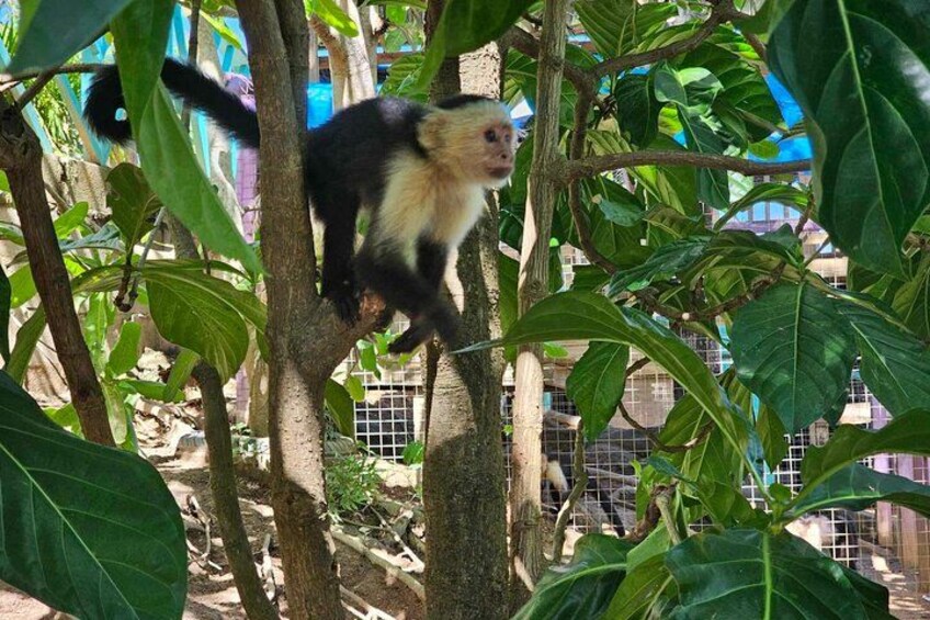 Glass Bottom Boat, WildLife, Chocolate, Rum Tasting Combo 4