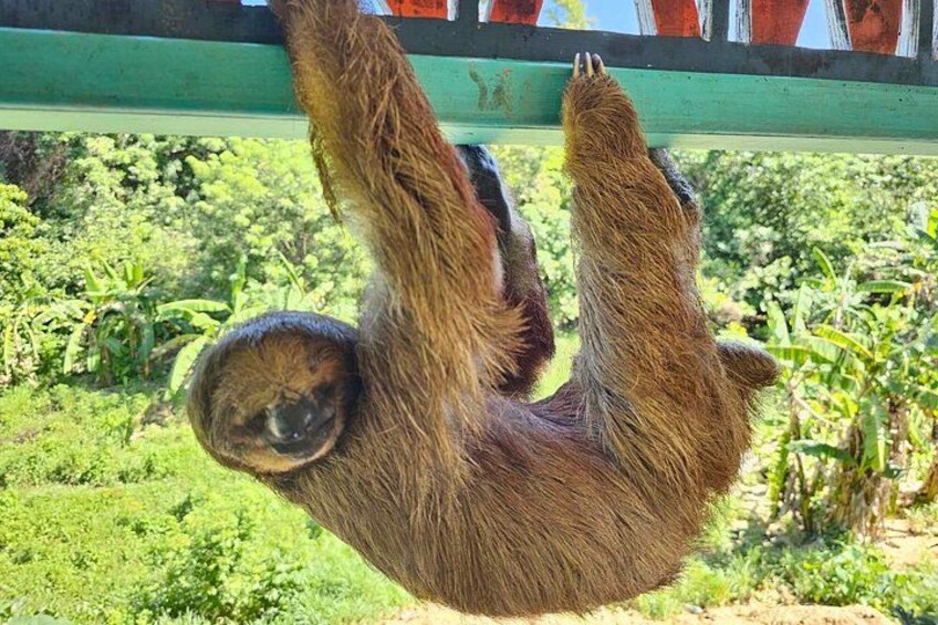 Glass Bottom Boat, WildLife, Chocolate, Rum Tasting Combo 4