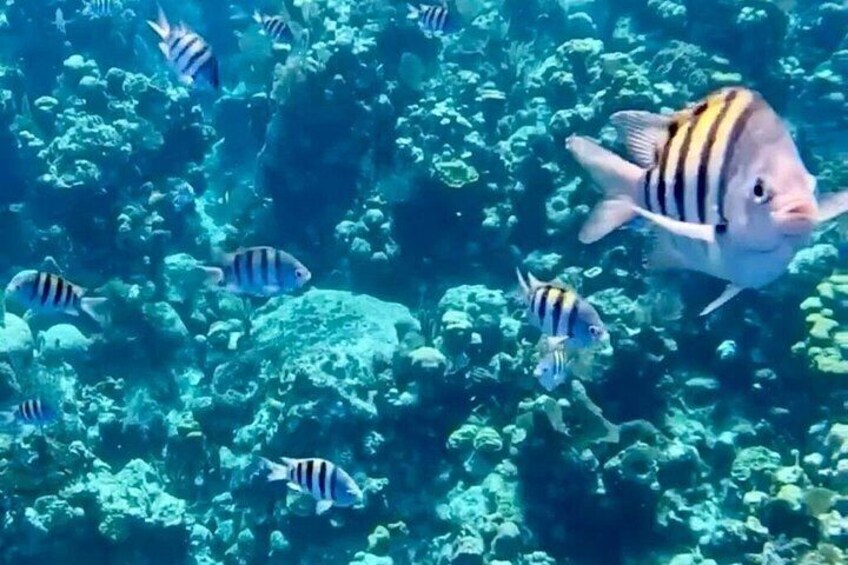 Glass Bottom Boat, WildLife, Chocolate, Rum Tasting Combo 5