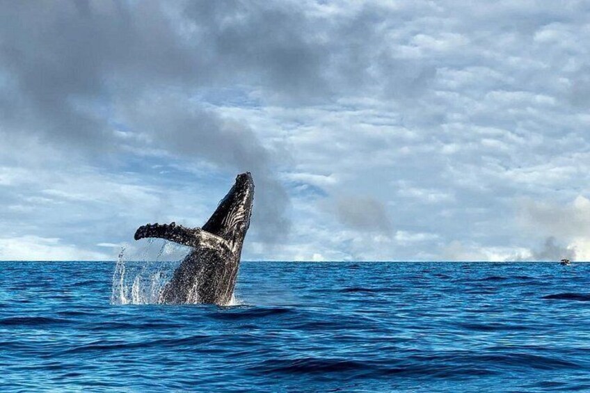 A whale breaching the ocean surface. 4
