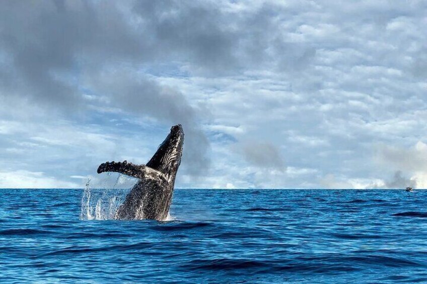 Un'orca che esce dalla superficie dell'oceano. 4