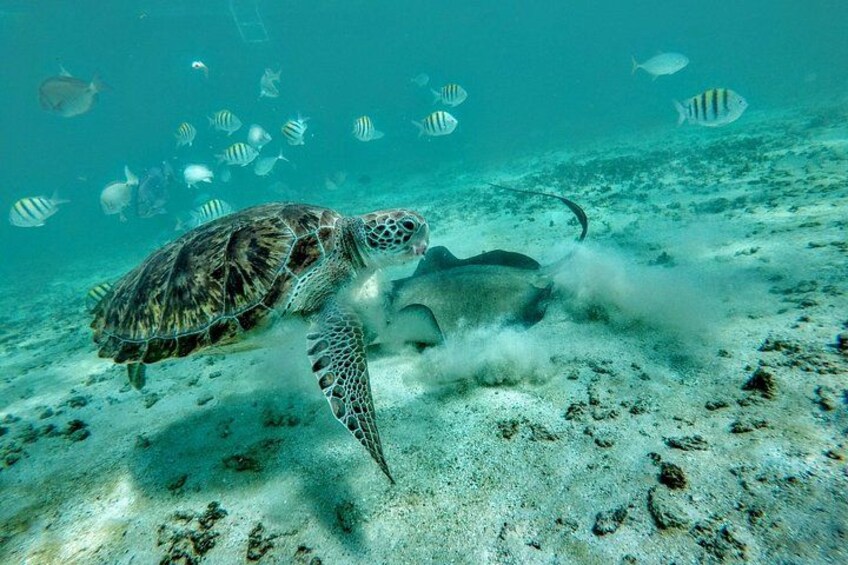 Private Cenote & Snorkeling Tour with Turtles in Akumal 1