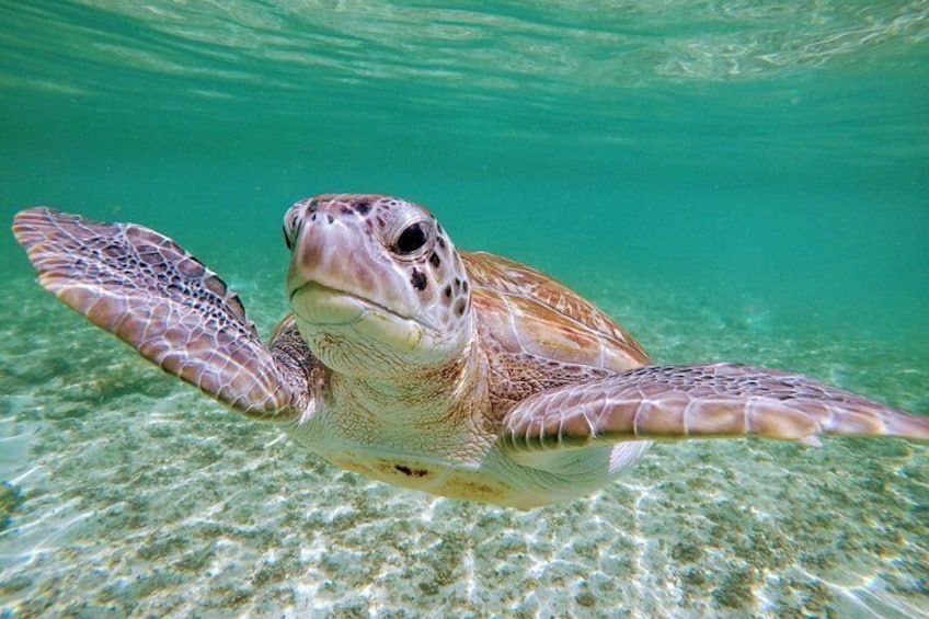 Private Cenote & Snorkeling Tour with Turtles in Akumal 2