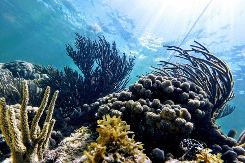 Private Cenote & Snorkeling Tour with Turtles in Akumal 2