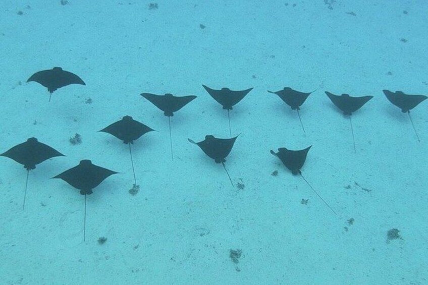 Een groep stingroggen zwemt in een helder blauw zeewater. 2