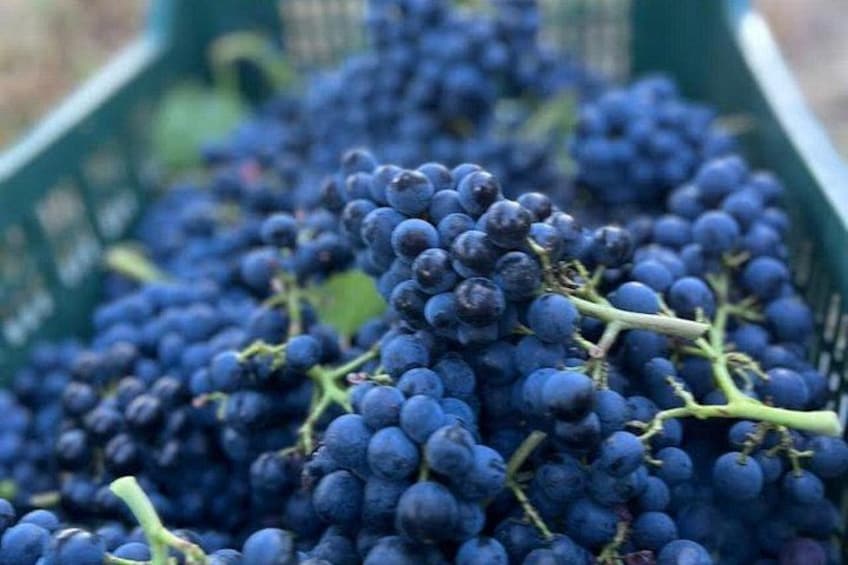 grapes 1