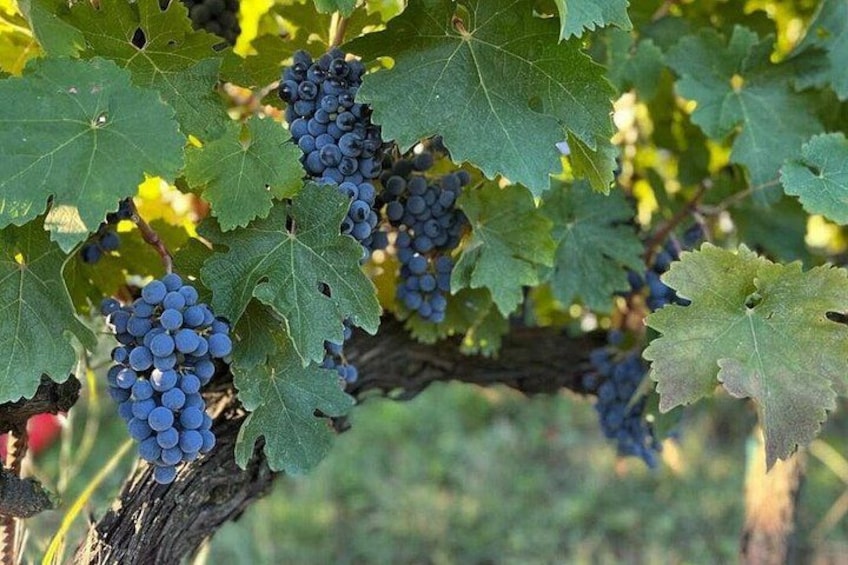 Discover Italian Wines at Tenuta La Viola with 6 Wine Tastings 4