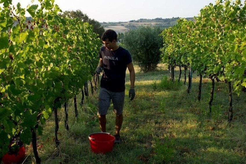Discover Italian Wines at Tenuta La Viola with 6 Wine Tastings 4