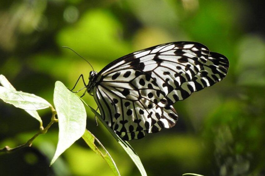 Sinharaja Rain Forest Day Tour from Mirissa, Galle, Bentota Area 1