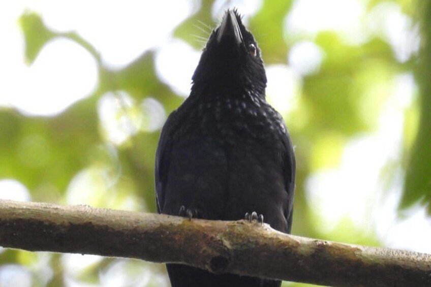 Sinharaja Rain Forest Day Tour from Mirissa, Galle, Bentota Area 2