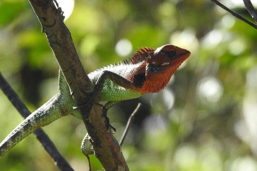 Sinharaja Rain Forest Day Tour from Mirissa, Galle, Bentota Area 3