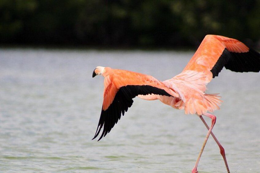 De Valladolid:Rio lagartos+Coloradas+Ek Balam+Cenote(Transporte) 5