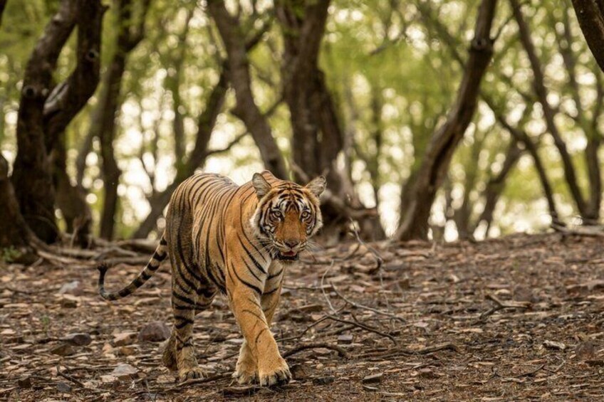 A tiger walking through a forest with dense trees and a ground covered in dry leaves. 1