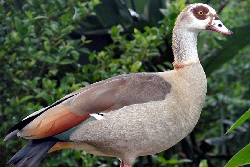 A bird with brown and white plumage, a long neck, and a pointed beak. 3