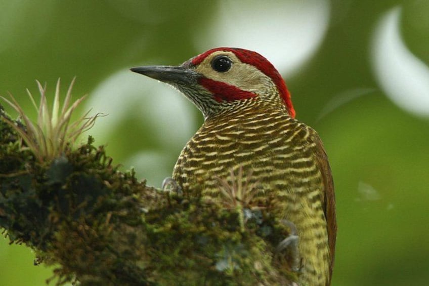 A bird with a red head and striped body perched on a mossy branch. 2