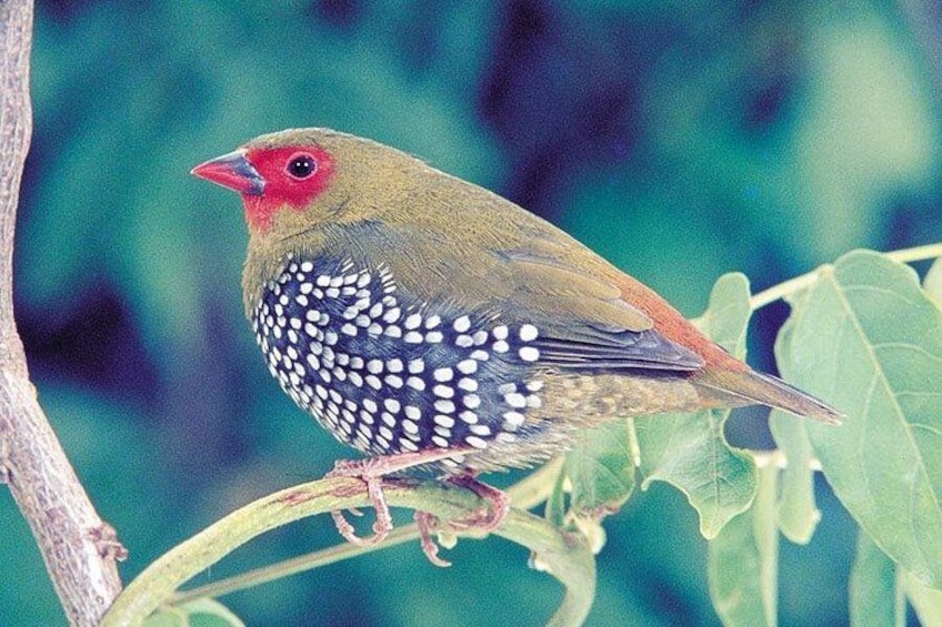 A bird with red face and white spots on its back perched on a branch. 4