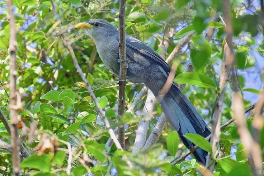 A bird perched on a branch surrounded by green foliage. 5