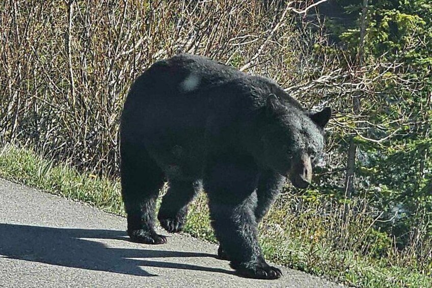 Un ours marchant sur une route. 4