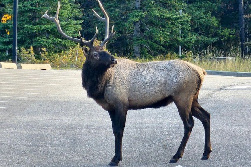 An elk standing in a parking lot. 3