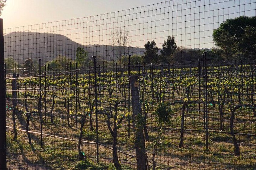 Private Wine Tour, Voted best in town, Tastings Included! 2