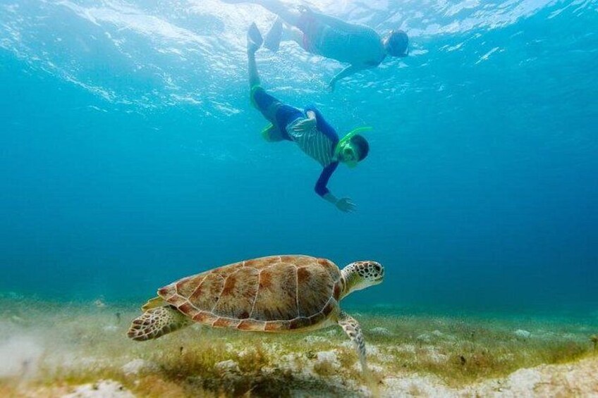 Turtle Snorkel 3