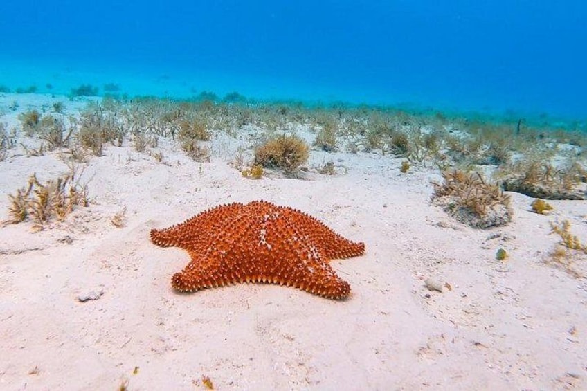 A starfish on a sandy seabed with sparse vegetation and clear blue water in the background. 2