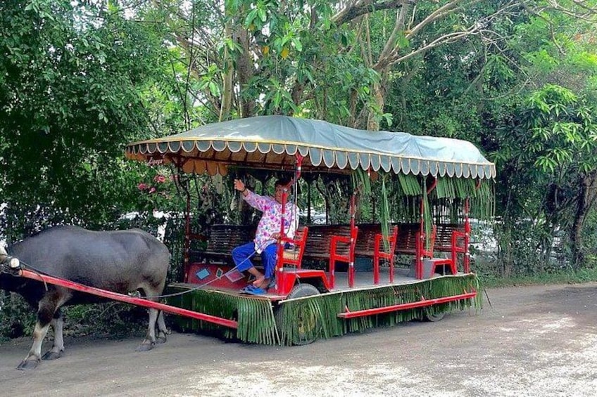 A man driving a rickshaw pulled by a buffalo, with a canopy and red seats. 1