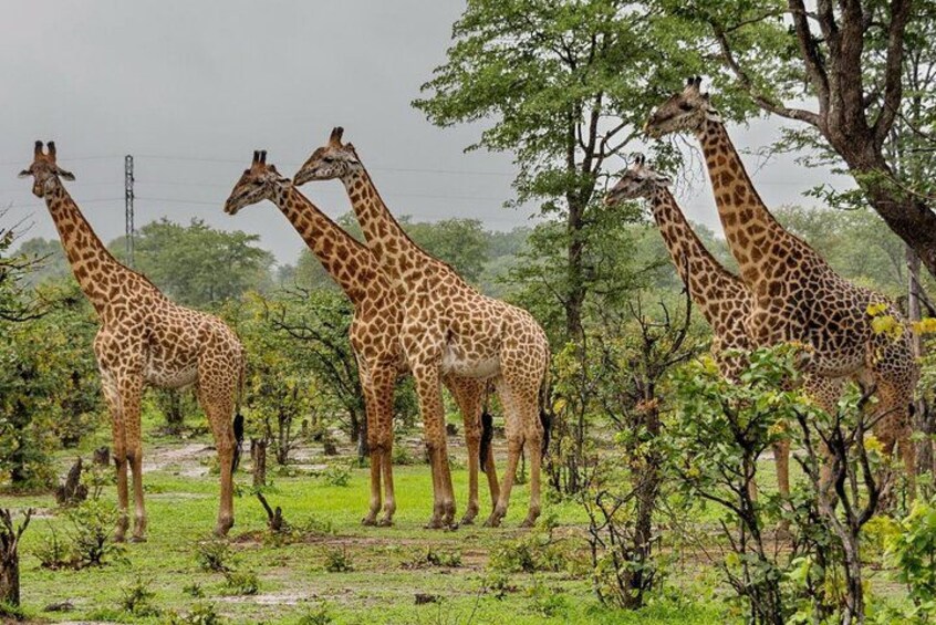 A group of giraffes standing in a grassy area with trees in the background. 5