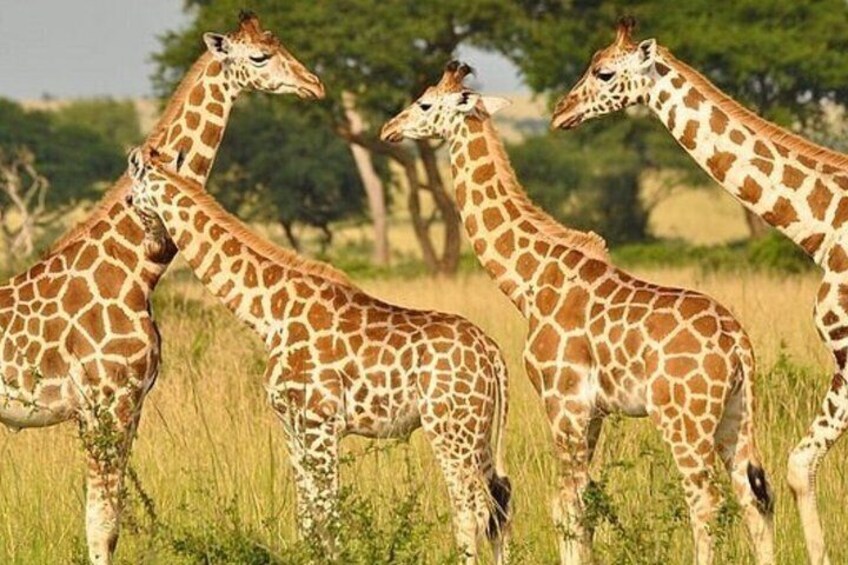 Tres jirafas en un campo cubierto de hierba, con árboles al fondo. 3