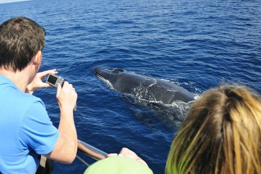 Spirit of the Sea: Cetacean sighting in Gran Canaria 2