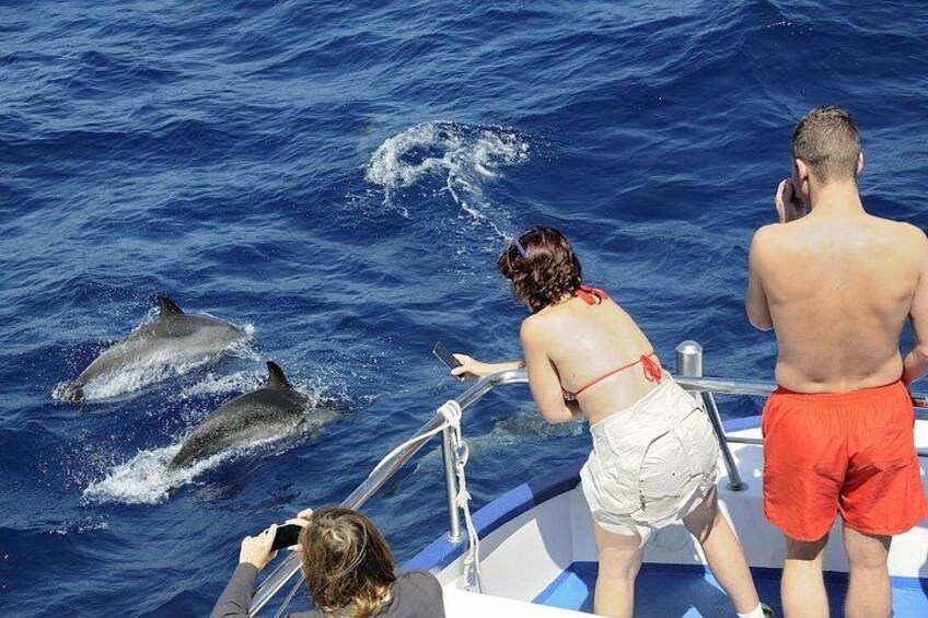 Een boot met mensen die dolfijnen in de oceaan zien zwemmen. 3
