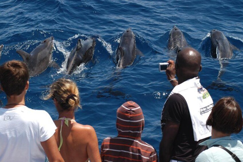 Spirit of the Sea: Cetacean sighting in Gran Canaria 1