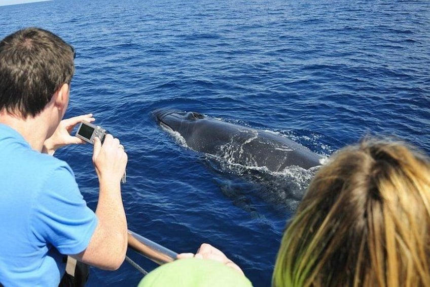 Eine Person fotografiert einen Wal in einem Becken. 2