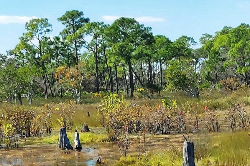 A wetland with sparse vegetation, a few trees, and a clear sky. 3