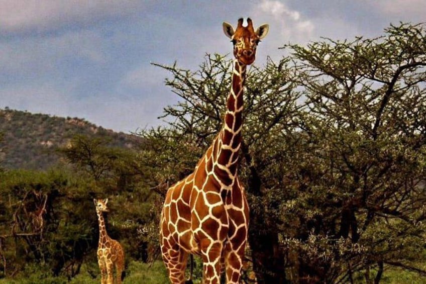 Een giraffe staat in een natuurlandschap met bomen en heuvels op de achtergrond. 2