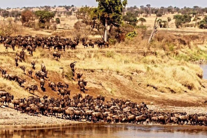 Een kudde gnoes stekt een rivier over in een droog savannelandschap. 5