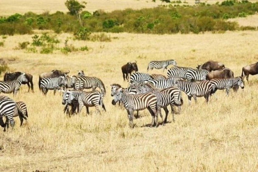 Een kudde zebra's en gnoes in een grasveld. 3