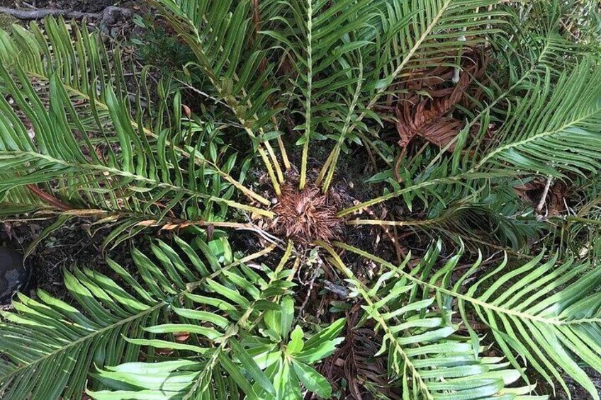 A tropical plant with long, green leaves and a central brown structure. 4