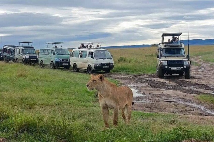 Ein Löwe steht in einem grasbewachsen Feld, im Hintergrund sind Safarifahrzeuge geparkt. 2
