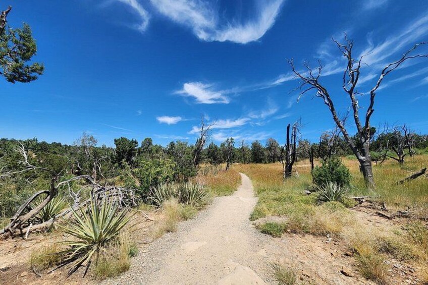 A dirt path leading through a dry, bushy landscape with sparse trees and a clear blue sky. 2