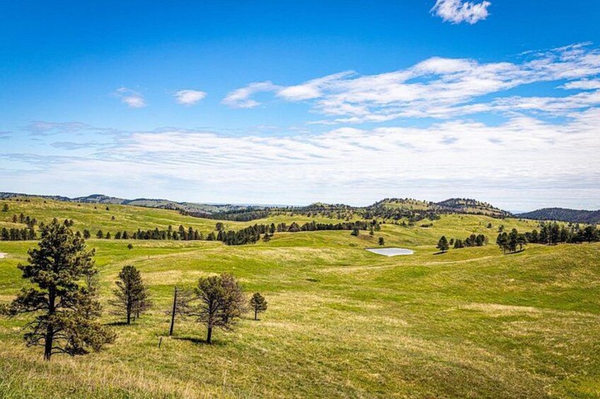 A grassy field with scattered trees and distant hills under a clear blue sky. 5
